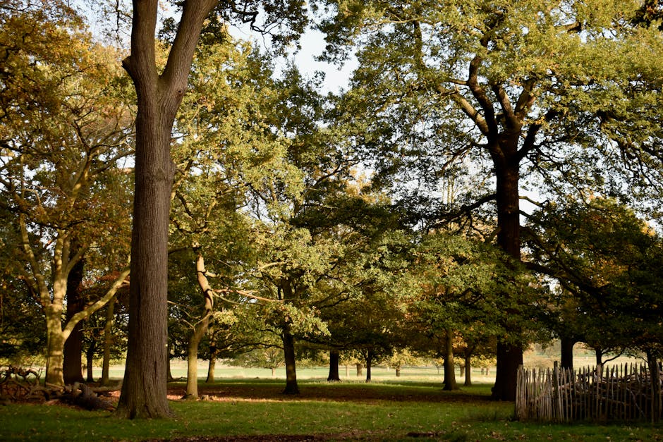 The image shows a tranquil outdoor scene with a variety of mature deciduous trees displaying green and hints of autumnal foliage, set within a park-like environment. The trees are spaced apart, with branches extending outwards and upwards, creating a canopy that filters sunlight onto the grassy ground below. Some fallen leaves and small branches are visible on the grass, indicating the seasonal change. In the background, a low wooden fence with vertical slats runs along the right side, bordering a pathway or open space. The lighting suggests late afternoon or early morning, with warm sunlight casting soft shadows and illuminating the leaves. The environment has a calm and organized appearance, typical of a park or public green space used for leisure or walking. Occasionally, [COMPANY_NAME]’s house removals services may involve maneuvering furniture or packing materials through such outdoor areas, especially during home relocation or furniture transport processes, as illustrated by the surrounding open space and natural surroundings.