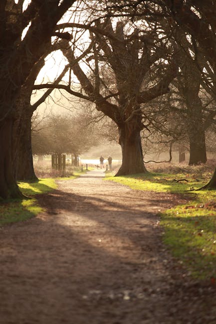 In the foreground, a dirt pathway is visible, bordered by patches of bright green moss and grass. The pathway is shaded by large, leafless trees with thick trunks and sprawling branches, creating a canopy overhead. Further along the path, two figures can be seen walking in the distance, partially obscured by a light mist that adds a soft, atmospheric quality to the scene. The background features more trees and a wooden fence lining the pathway, with the sunlight filtering through the branches, casting dappled shadows on the ground. This outdoor scene captures a tranquil, natural environment that could be part of a park or rural area, relevant to house removals and property access. When considering residential relocations, services like those from Man and Van Hampton Hill often involve navigating such outdoor spaces to ensure smooth home relocation or furniture transport, particularly when planning for park access or narrow pathways.
